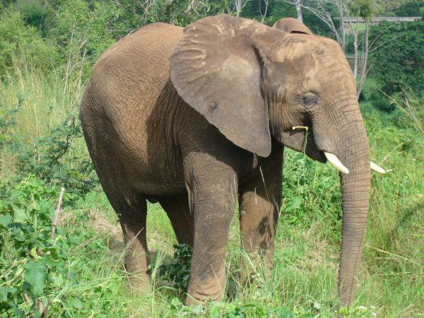 Feeding in bush 2 metres.jpg